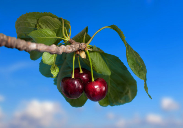 Подкормка вишни и черешни: варианты подкормок